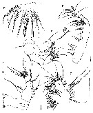 Espce Pseudocalanus acuspes - Planche 4 de figures morphologiques