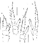 Espce Pseudocalanus acuspes - Planche 5 de figures morphologiques