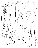 Espce Pseudocalanus acuspes - Planche 6 de figures morphologiques
