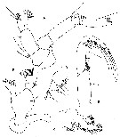 Espce Pseudocalanus acuspes - Planche 7 de figures morphologiques