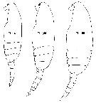 Espce Pseudocalanus minutus - Planche 9 de figures morphologiques