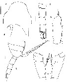 Espce Pseudocalanus minutus - Planche 11 de figures morphologiques