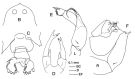 Species Labidocera acutifrons - Plate 2 of morphological figures