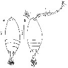 Espce Labidocera acuta - Planche 30 de figures morphologiques