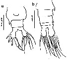 Espce Labidocera acuta - Planche 31 de figures morphologiques