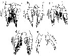 Espce Labidocera acuta - Planche 33 de figures morphologiques