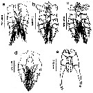 Espce Labidocera minuta - Planche 24 de figures morphologiques