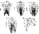 Species Labidocera minuta - Plate 25 of morphological figures