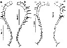 Espce Calanopia aurivilli - Planche 8 de figures morphologiques
