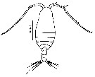 Espce Canthocalanus pauper - Planche 13 de figures morphologiques