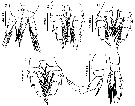 Espce Canthocalanus pauper - Planche 16 de figures morphologiques