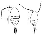 Espce Undinula vulgaris - Planche 33 de figures morphologiques