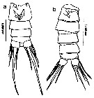 Espce Undinula vulgaris - Planche 34 de figures morphologiques