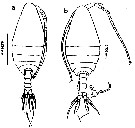 Espce Cosmocalanus darwini - Planche 22 de figures morphologiques