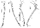 Espce Cosmocalanus darwini - Planche 24 de figures morphologiques