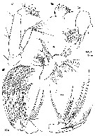 Species Labidocera acutifrons - Plate 13 of morphological figures