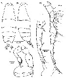 Espce Labidocera detruncata - Planche 21 de figures morphologiques