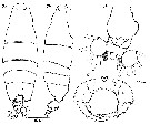 Espce Labidocera detruncata - Planche 18 de figures morphologiques
