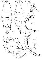 Espce Labidocera kryeri - Planche 19 de figures morphologiques