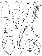 Species Labidocera minuta - Plate 18 of morphological figures