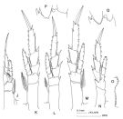 Espce Calanus australis - Planche 2 de figures morphologiques