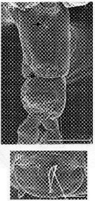 Espce Labidocera minuta - Planche 20 de figures morphologiques