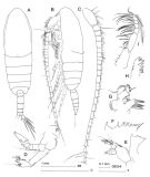 Espce Calanus australis - Planche 3 de figures morphologiques