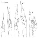 Espce Calanus australis - Planche 4 de figures morphologiques