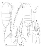 Espce Calanus simillimus - Planche 1 de figures morphologiques