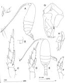 Espce Cosmocalanus darwini - Planche 1 de figures morphologiques