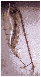 Espce Calanus hyperboreus - Planche 17 de figures morphologiques