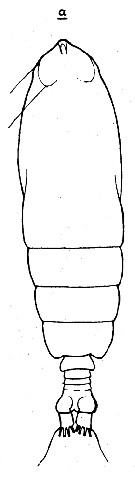 Espce Calocalanus contractus - Planche 8 de figures morphologiques