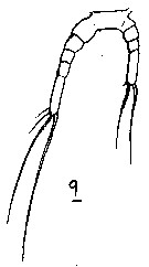 Espce Calocalanus contractus - Planche 7 de figures morphologiques