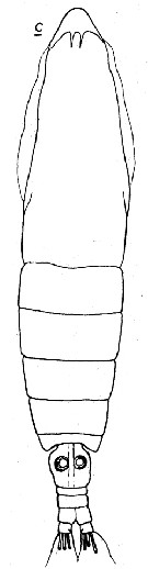 Espce Calocalanus equalicauda - Planche 1 de figures morphologiques