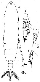 Espce Calocalanus equalicauda - Planche 3 de figures morphologiques