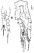 Espce Calocalanus plumulosus - Planche 16 de figures morphologiques