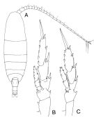 Espce Neocalanus tonsus - Planche 2 de figures morphologiques