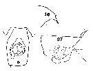 Espce Paraeuchaeta elongata - Planche 13 de figures morphologiques