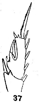Espce Paraeuchaeta elongata - Planche 14 de figures morphologiques
