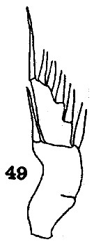 Espce Paraeuchaeta elongata - Planche 15 de figures morphologiques
