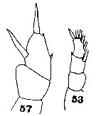 Espce Scolecithrix obscura - Planche 3 de figures morphologiques