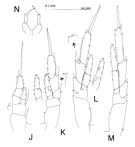 Espce Paracalanus indicus - Planche 2 de figures morphologiques