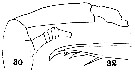 Espce Euaugaptilus filigerus - Planche 23 de figures morphologiques