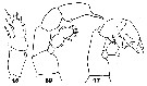 Espce Euaugaptilus filigerus - Planche 24 de figures morphologiques