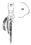 Espce Euaugaptilus nodifrons - Planche 21 de figures morphologiques