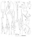 Espce Paracalanus indicus - Planche 3 de figures morphologiques
