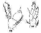 Espce Arietellus pacificus - Planche 2 de figures morphologiques