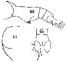 Espce Euaugaptilus filigerus - Planche 25 de figures morphologiques