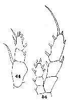 Species Euaugaptilus filigerus - Plate 27 of morphological figures