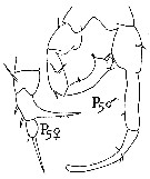 Espce Eurytemora lacustris - Planche 1 de figures morphologiques